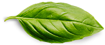 About Us basil leaf